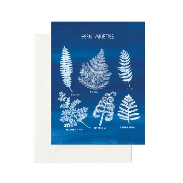 Clearance Fern Varieties - CaringForTots - Professional Baby and Children's Products | Caring for Growth, Caring for Every Moment