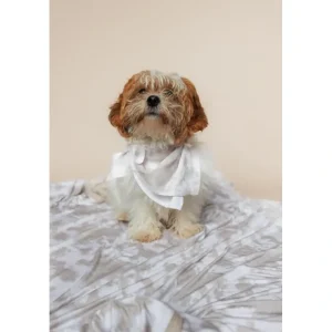 Sandy Shores Dream Dog Bandana - CaringForTots - Professional Baby and Children's Products | Caring for Growth, Caring for Every Moment* The Dream Dog Bib