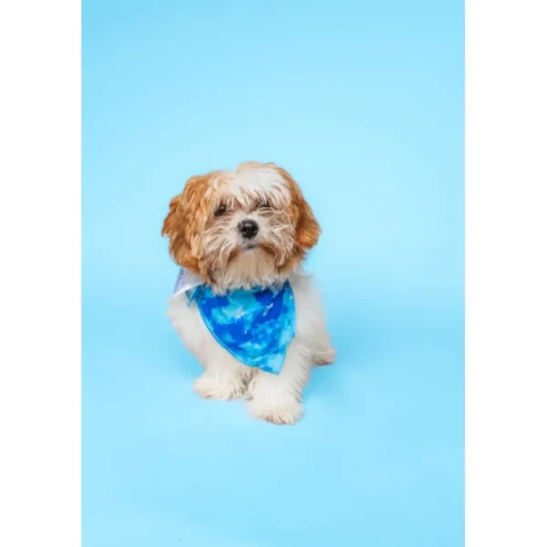 Sapphire Seas Dream Dog Bandana - CaringForTots - Professional Baby and Children's Products | Caring for Growth, Caring for Every Moment* The Dream Dog Bib